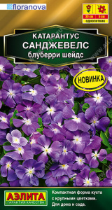 Катарантус Санджевелс блуберри шейдс купить