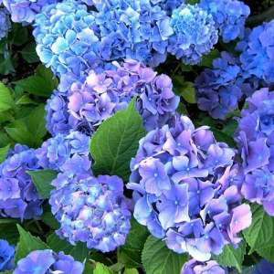 Гортензия Бенелюкс крупнолистовая ЦК купить