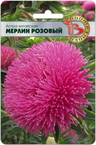 Астра Мерлин Розовый  купить