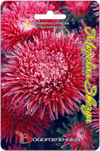 Астра Морская Звезда Красная  купить