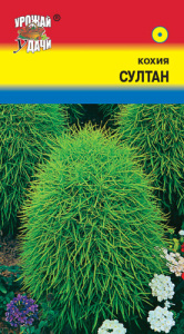 Кохия уу купить