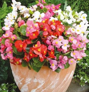 Бегония изящная Амбассадор Микс (смесь, зеленый лист) 1шт Б257/54 купить