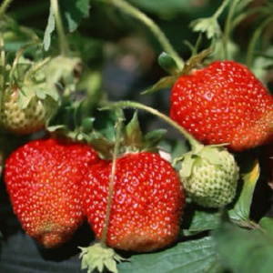 Земляника Ренессанс купить