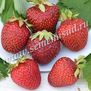 Земляника Золушка купить