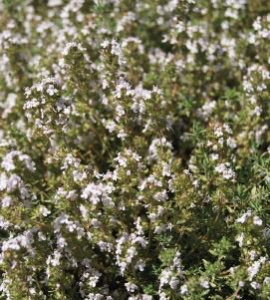 Тимьян Оранжело 1шт /24 купить