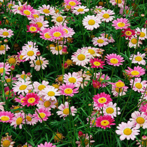 Аргирантемум (хризантема кустарн.)  1шт гш009/С1 купить