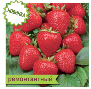 Земляника Анабель ремонтантная  купить