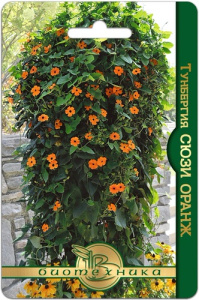 Тунбергия Сюзи Оранж купить