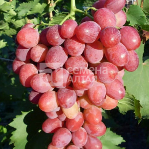 Виноград София