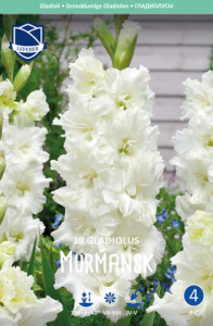 Гладиолус гофрированный Ivory Perfection (Murmansk)  купить