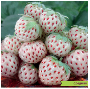 Земляника Пайнберри садовая белая с румянцем купить