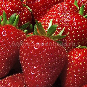 Земляника Фреска ремонтантный купить