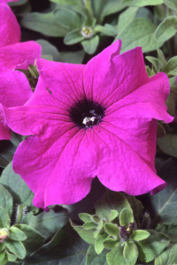 Петуния крупноцв. Танго Вайолет (сине-сиреневая) П341/40шт купить