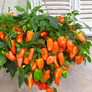 Перец сладкий Мини Свит Орандж 1шт об068/кашпо d23 купить
