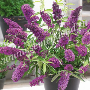 Буддлея Тутти Фрутти ЦК купить