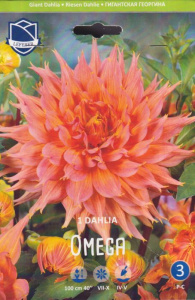 Георгина гигантская Omega /1шт  купить