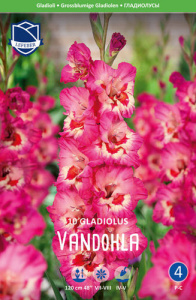 Гладиолус XXL Vandohla 14/16 /10шт купить