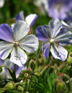 Герань луговая Стриатум бело-голубая С1 купить