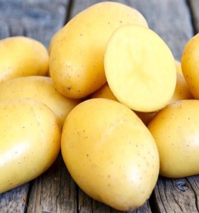 Картофель семенной Ривьера (суперэлита) 2кг купить