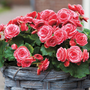 Бегония клубневая Амери Пикоти Лейс Ред (красная с каймой) 1шт Б320/20 купить