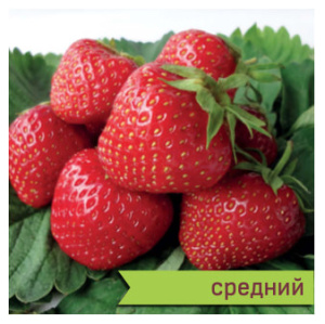Земляника Зенга Зенгана (ср.морозоуст.) купить