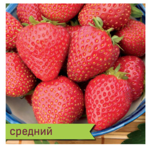 Земляника Индука садовая купить
