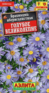 Брахикома Голубое великолепие купить