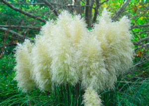 Кортадерия Селло (Пампасная трава,белая) 1шт зл0021м/ d13 купить