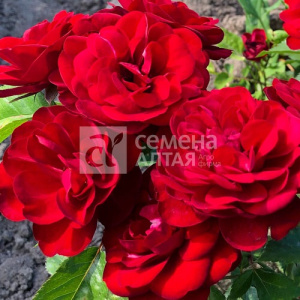 Роза Пандора купить