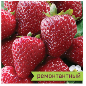 Земляника Флорентина ремонтантная  купить