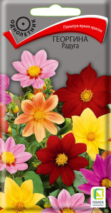 Георгина Радуга купить