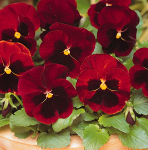 Виола Виттрока Матрикс Ред Блоч (красная с темным глазком) 1шт В309 купить