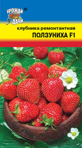 Клубника Ползуниха F1  купить