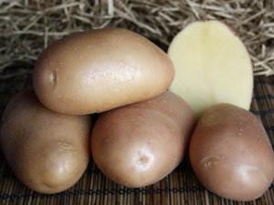 Картофель семенной Ажур (элита) 2кг купить