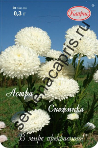 Астра Снежинка/1шт купить
