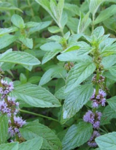 Мята перечная, лекарственная 1шт С1 купить