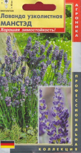 Лаванда узколистная Манстэд  купить