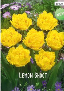 Тюльпан Лемон Шут /10шт купить