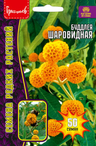 Буддлея Шаровидная купить