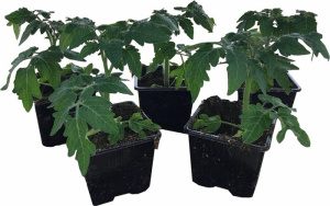 Томат (черри красный) Красный колокольчик 1шт ов148/40 купить