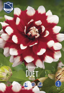 Георгина декоративная Duet /1шт купить