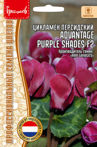 Цикламен Advantage Purple Shades F2 персидский купить