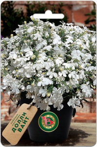 Лобелия Долли Вайт кустовая купить