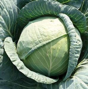 Капуста Агата СВ 3336ЖБ F1 2500 шт купить