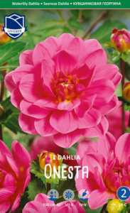 Георгина Веронес Обсидиан /1шт купить