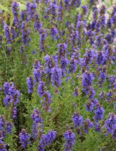 Иссоп лекарственный Нектар Блю фиолетовый С1 мн0282м купить