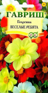 Георгина Веселые Ребята  купить