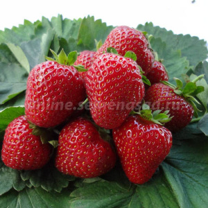 Земляника Камароза садовая 2 урожая купить