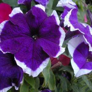 Петуния крупноцв. Халахуп Блю (синяя с каймой) 1шт П370/54 купить