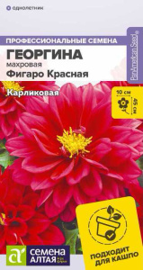 Георгина Фигаро Красная махровая купить
